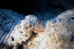 20020606_2_Shaab_Sheer_0044